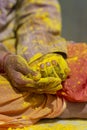 Hand full of Colours during Holi Festival at Nandgaon,UttarPradesh,India Royalty Free Stock Photo