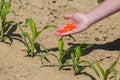 Hand full of corn seeds Royalty Free Stock Photo