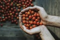 Hand full of fresh organic cherry tomatoes Royalty Free Stock Photo