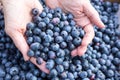 Hand full of fresh picked blueberries Royalty Free Stock Photo