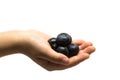 Hand full of freshly picked blueberries isolated on white Royalty Free Stock Photo