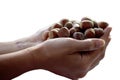 Hand full of hazelnuts