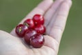 Hand full of Pitanga Eugenia uniflora red fruits