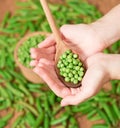 Green pea pods Royalty Free Stock Photo