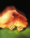 Hand of gambler rolling dice