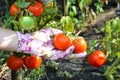 A hand in a garden glove holds ripe tomatoes in the garden