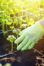 hand in garden gloves caring for plants in the soil, Generative AI