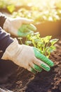 hand in garden gloves caring for plants in the soil, Generative AI