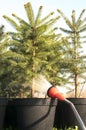 Hand garden hose with a water sprayer, watering the coniferous plants in the nursery Royalty Free Stock Photo