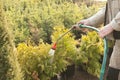Hand garden hose with a water sprayer, watering the coniferous plants in the nursery Royalty Free Stock Photo