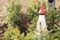 Hand garden hose with a water sprayer, watering the coniferous plants in the nursery Royalty Free Stock Photo