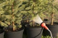 Hand garden hose with a water sprayer, watering the coniferous plants in the nursery Royalty Free Stock Photo