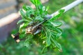 Hand garden tools for pulling weeds from the lawn Royalty Free Stock Photo