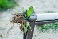 Hand garden tools for pulling weeds from the lawn Royalty Free Stock Photo