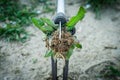 Hand garden tools for pulling weeds from the lawn Royalty Free Stock Photo