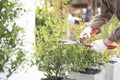 Hand of gardener cutting and decorating branch of tree and green leaves by using branch scissors tool. Royalty Free Stock Photo