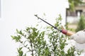 Hand of gardener cutting and decorating branch of tree and green leaves by using branch scissors tool. Royalty Free Stock Photo