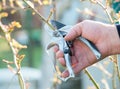 Hand gardener pruning the bushes with cutting tool