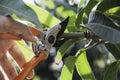 Hand of Gardener pruning trees with pruning shears Royalty Free Stock Photo