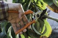 Hand of Gardener pruning trees with pruning shears Royalty Free Stock Photo