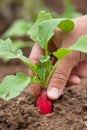 Hand of gardener pulling ripe radishes in the vegetable garden