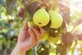 Hand gardener pulls harvesting off an pear from branch of the tree