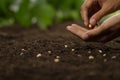Hand of gardener sowing a seed on soil Royalty Free Stock Photo