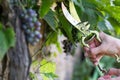 Hand with gardener vintage scissors is pruning grape tree, worker is removing branches from the tree trunk