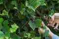 Hand with gardener vintage scissors is pruning grape tree, worker is removing branches from the tree trunk