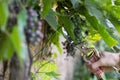 Hand with gardener vintage scissors is pruning grape tree, worker is removing branches from the tree trunk