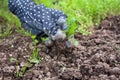 Hand of gardener weeding bed with carrot