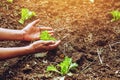 Hand gardener woman asian holing green lettuce growth butterhead salad