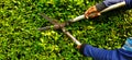 Hand of gardener or worker in blue Long sleeve shirt uniform cutting and decorating branch of tree by using scissors Royalty Free Stock Photo