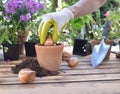 Hand of gardening planting a bulb of flower in a pot put on a table