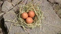 Hand gather egg nest