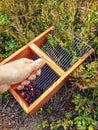 Hand gathering blueberries