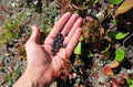 Hand gathering wild berries. Harvesting whortleberries. Ripe dark berries of bilberry in forest. Picking bilberries. Crop of