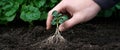 A hand gently grasps a small sprout with well-defined roots, showcasing the nurturing process of plant growth. The Royalty Free Stock Photo