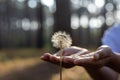 Hand is gently holding seed head of dandelion flower plant in the forest with blurred background with copy space Royalty Free Stock Photo