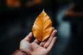 Hand gently holds a golden leaf, a symbol of autumn\'s fleeting beauty