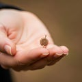 A hand gently holds a small, Royalty Free Stock Photo