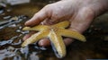 A hand gently holds a starfish in shallow water Royalty Free Stock Photo