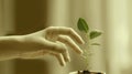 A hand is gently placing a small plant into a pot Royalty Free Stock Photo