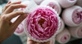 Protective netting is pulled down carefully over a peony flower head in a flower arranging workshop in autumn Royalty Free Stock Photo