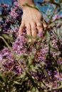 The hand gently strokes the purple flowers.