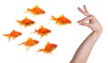 Hand gesturing towards a group of goldfish