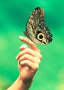 Hand With Giant Butterfly