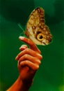 Hand With Giant Butterfly