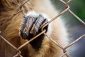 hand of gibbon perching cage Royalty Free Stock Photo