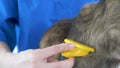 The hand of a girl with a furminator strokes the cat's fur